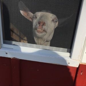 Meet your Posher, Siobhan